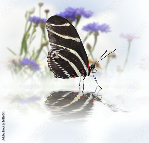 Photo: Butterfly With Reflection Butterfly With Reflection