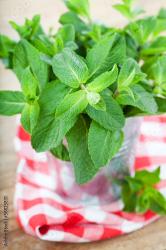 Photo: Bunch of fresh mint in .bucket Bunch of fresh mint in .bucket