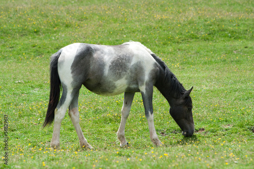 Photo: Horses Horses