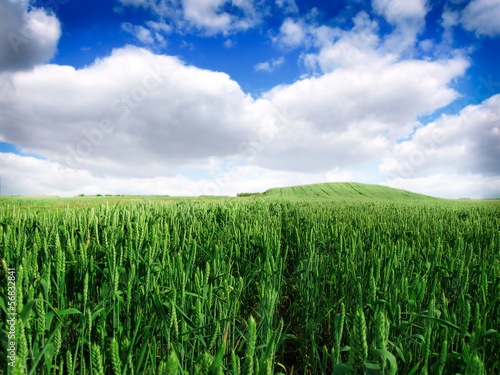 Photo: wheat field wheat field