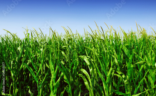 Photo: Corn Field Corn Field