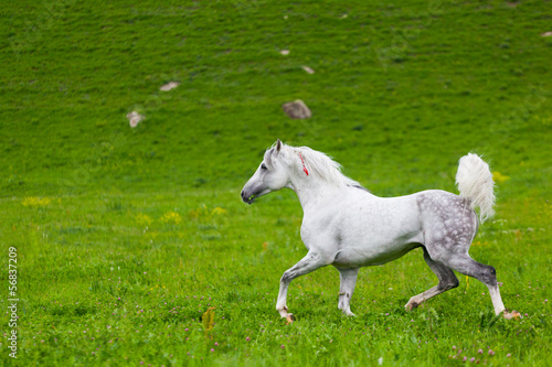 Photo: Gray Arab horse gallops on a green meadow Gray Arab horse gallops on a green meadow