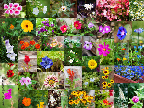 Photo: Summer flowers Summer flowers