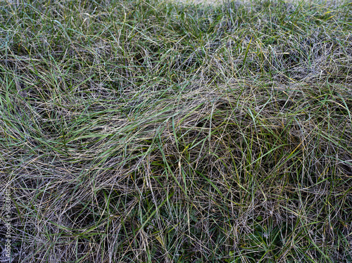 Photo: Texture di fili d'erba Texture di fili d'erba