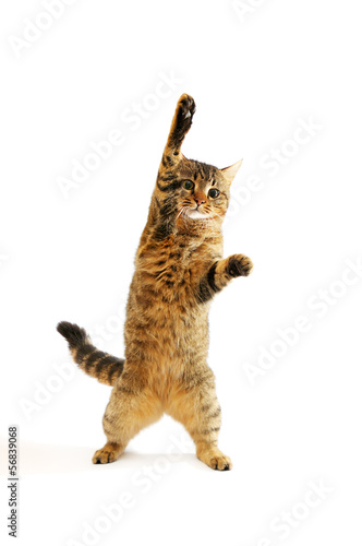 Photo: domestic cat isolated on white background domestic cat isolated on white background