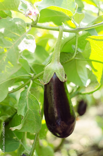 Photo: Eggplant in the Kitchen Garden Eggplant in the Kitchen Garden