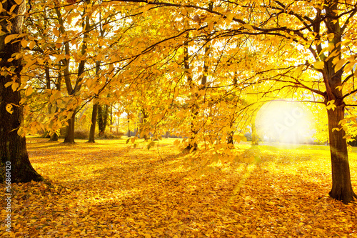 Photo: herbst herbst