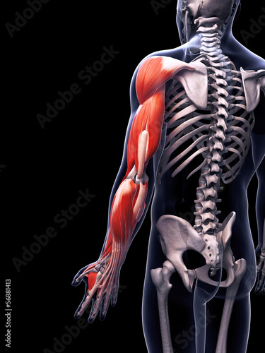 Illustration: 3d rendered illustration of the arm musculature 3d rendered illustration of the arm musculature