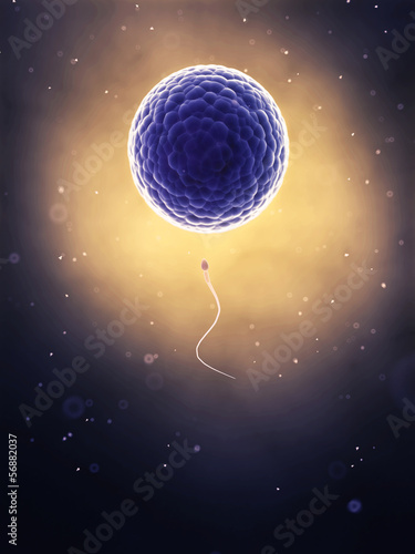 Illustration: 3d rendered illustration of the fertilization 3d rendered illustration of the fertilization