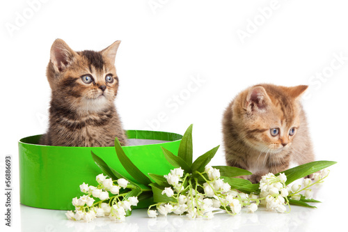 Photo: kittens in green gift box isolated on white. kittens in green gift box isolated on white.