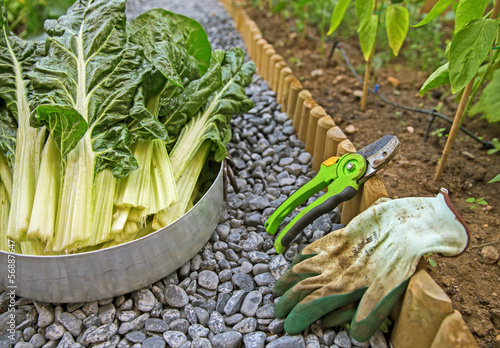 Photo: garden work with shear and gloves garden work with shear and gloves