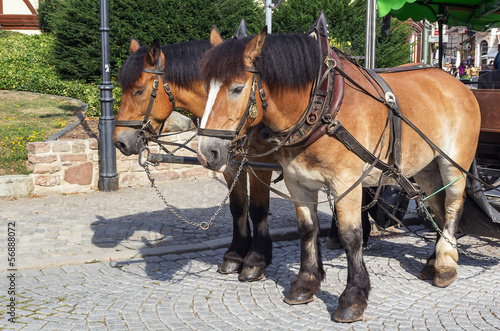 Photo: two horses two horses