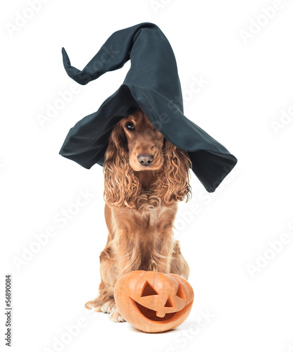 Photo: dog sitting in a witches hat and looks impressive dog sitting in a witches hat and looks impressive