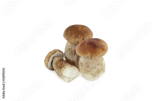 Photo: Steinpilze Steinpilze