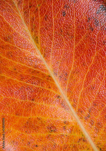 Photo: Foglia in autunno Foglia in autunno