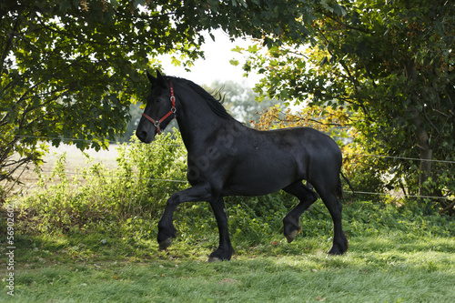 Photo: Trabender Friese auf Wiese Trabender Friese auf Wiese