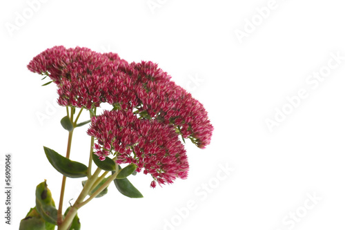 Photo: flower sedum flower sedum