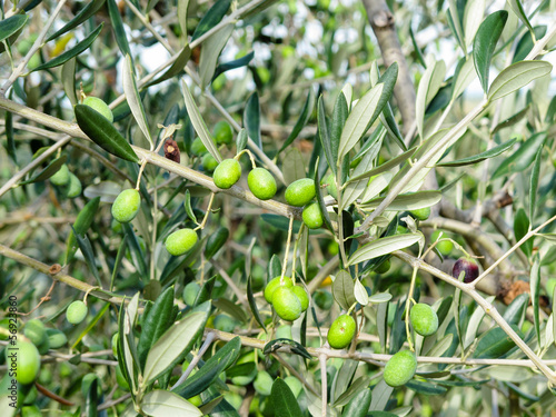 Photo: Olive verdi sull'albero prima di essere colte Olive verdi sull'albero prima di essere colte
