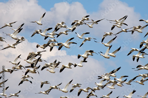 Photo: Snow Geese in Flight Snow Geese in Flight