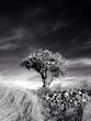 Black and white tree Black and white tree