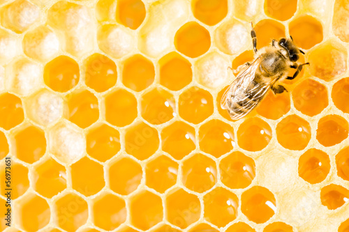 Photo: Macro of working bee on honeycells. Macro of working bee on honeycells.