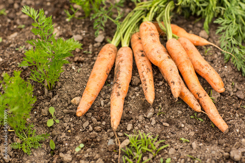 Photo: Some carrots lying on the ground Some carrots lying on the ground