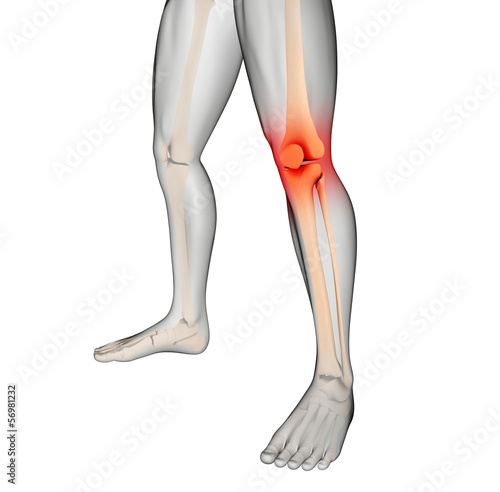 Illustration: Medical skeleton legs with knee highlighted Medical skeleton legs with knee highlighted