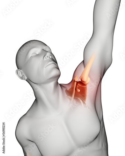 Illustration: Stretching male medical skeleton with shoulder highlighted Stretching male medical skeleton with shoulder highlighted