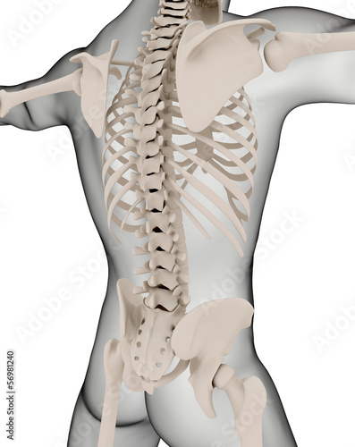Illustration: Male medical skeleton Male medical skeleton