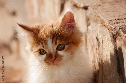 Photo: Ginger small cat Ginger small cat
