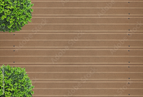 Photo: buxus sur fond de plancher de terrasse en bois buxus sur fond de plancher de terrasse en bois
