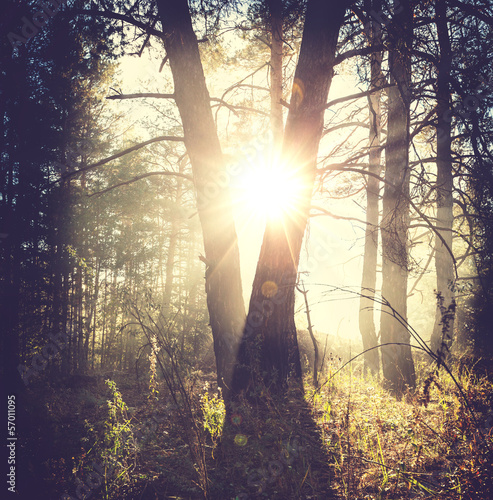 Photo: Forest Forest