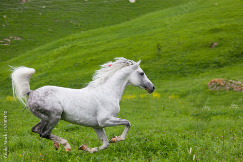 Photo: Gray Arab horse gallops on a green meadow Gray Arab horse gallops on a green meadow