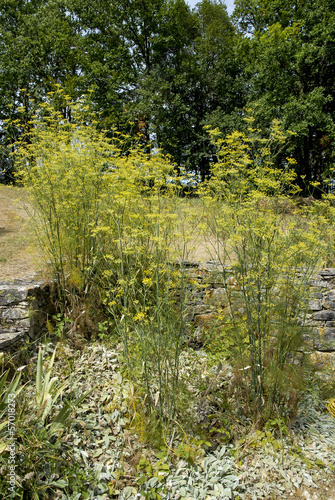 Photo: fenouil sauvage, Foeniculum vulgare fenouil sauvage, Foeniculum vulgare