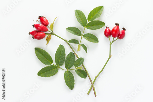 Photo: Rose hip (Rosa canina) with leaves Rose hip (Rosa canina) with leaves