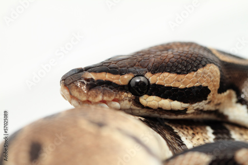 Photo: Ball Python close up Ball Python close up