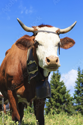 Photo: cow in french alps cow in french alps