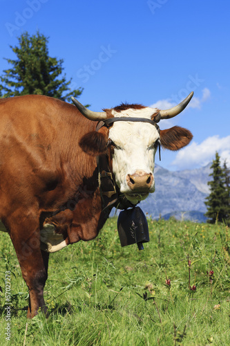 Photo: Beautiful cow in french alps Beautiful cow in french alps