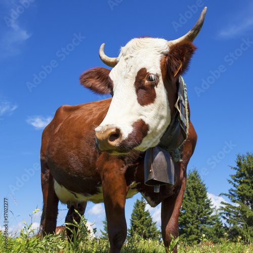 Photo: Portrait of cow in french alps Portrait of cow in french alps