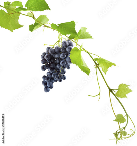 Photo: grappe de raisin noir grappe de raisin noir