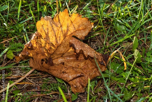 Photo: Magic brown autumn leaves Magic brown autumn leaves