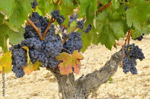 Photo: grapevine with ripe grapes grapevine with ripe grapes