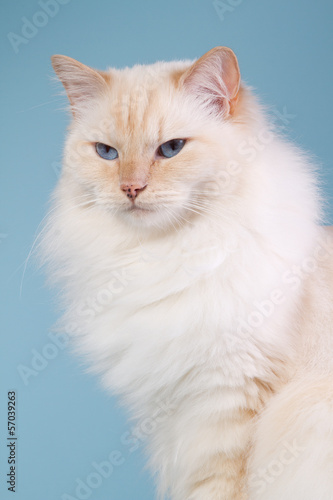 Photo: Ragdoll on a blue background Ragdoll on a blue background