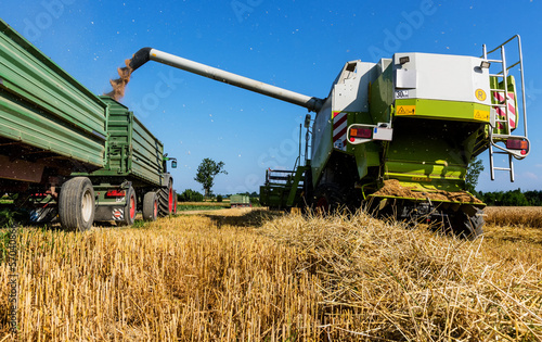 Photo: Getreidefeld mit Weizen bei der Ernte Getreidefeld mit Weizen bei der Ernte