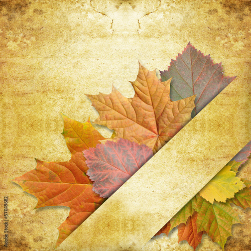 Photo: leaf maple on background grunge leaf maple on background grunge