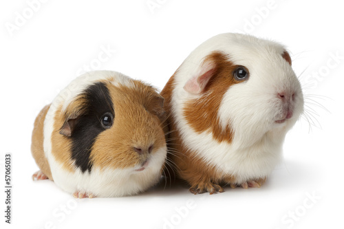 Photo: Two cute guinea pigs Two cute guinea pigs