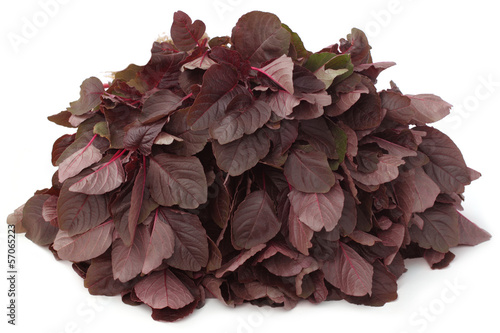 Photo: Fresh red amaranth Fresh red amaranth