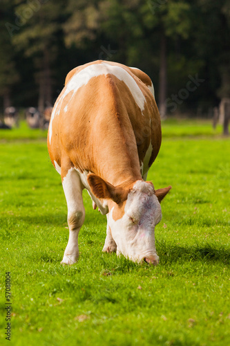Photo: Cows on meadow. Grazing calves Cows on meadow. Grazing calves