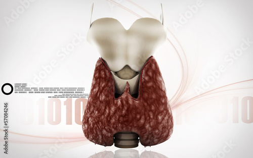 Illustration: Thyroid Thyroid