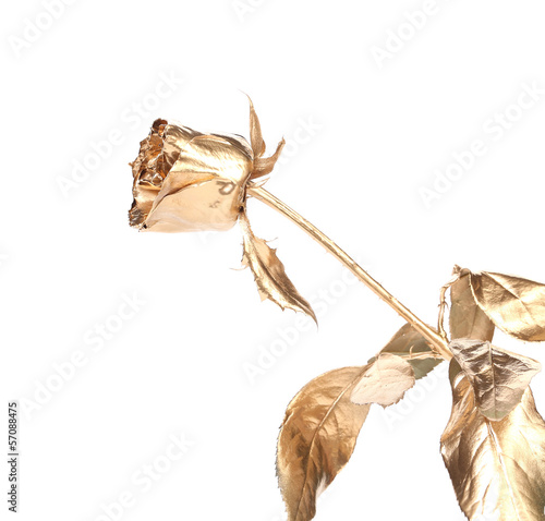Photo: The photo of beautiful iron rose The photo of beautiful iron rose